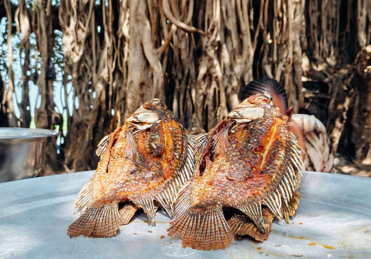 AdiaJildo's tweet photo. Terekeka County is where real tour is. 
It’s where culture comes alive,  from the native traditions and cattle kraals to the best street food in town.  
Fresh tilapia, fried to perfection and sold on a tray under the shade of a mangrove tree on the banks of the Nile, to fishing. https://t.co/3WmtsHrit5