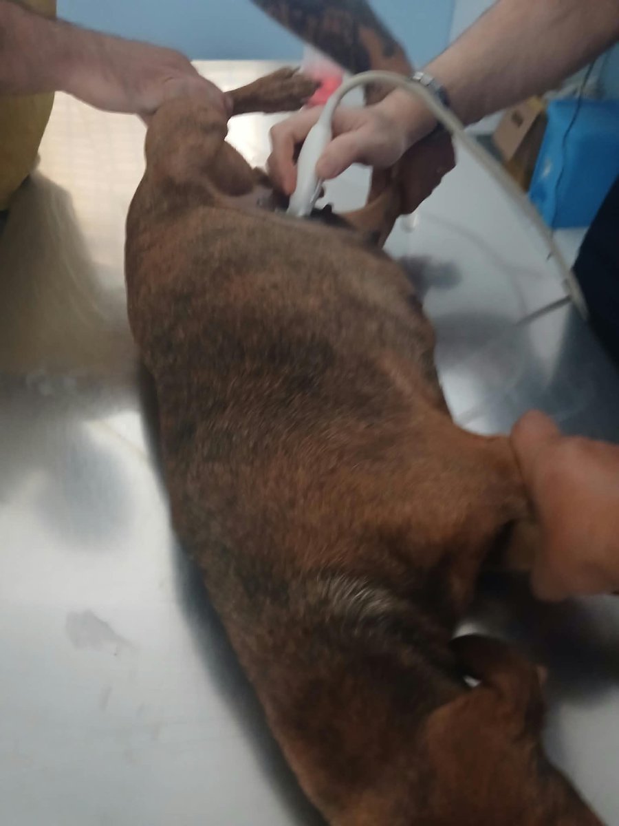 ohanarifugio's tweet photo. AGGIORNAMENTO SULLA CAGNOLINA INCINTA SALVATA IERI SERA

Ieri sera sono state ore concitate.

In pochi minuti abbiamo dovuto decidere dove metterla, come organizzarci e cosa fare.

https://t.co/fO7KyVzzNz https://t.co/OpYUuJ2ZZI