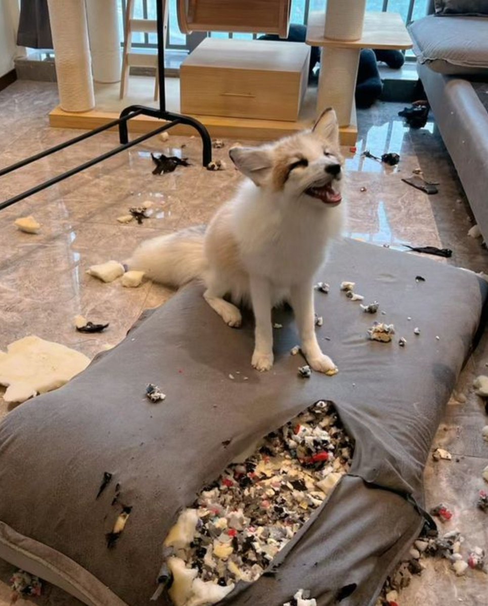 TheFoxLife's tweet photo. 😅 https://t.co/N3Rp4Snm7S