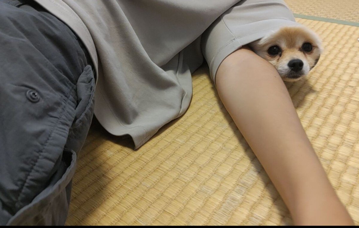 pokke__pokke's tweet photo. あれ？
行き止まりだ🐕️
#ポメラニアン
#ポメラニアンが世界一可愛い
#pomeranian https://t.co/wbi2MyMZ7Y
