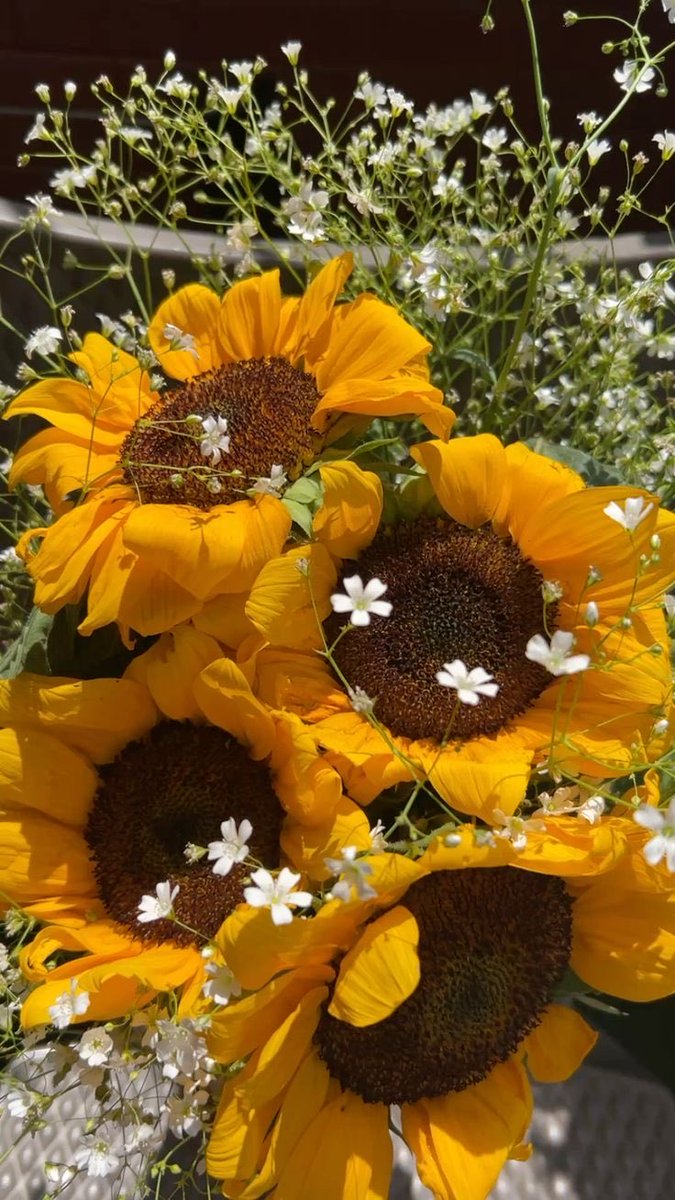 sunflowerchives's tweet photo. yellow petals💛 https://t.co/vBBcEW4Vzf
