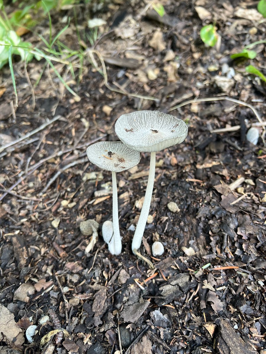 PepValentineCA's tweet photo. Some fungi’s 🍄‍🟫 https://t.co/IUZfGDXpOw