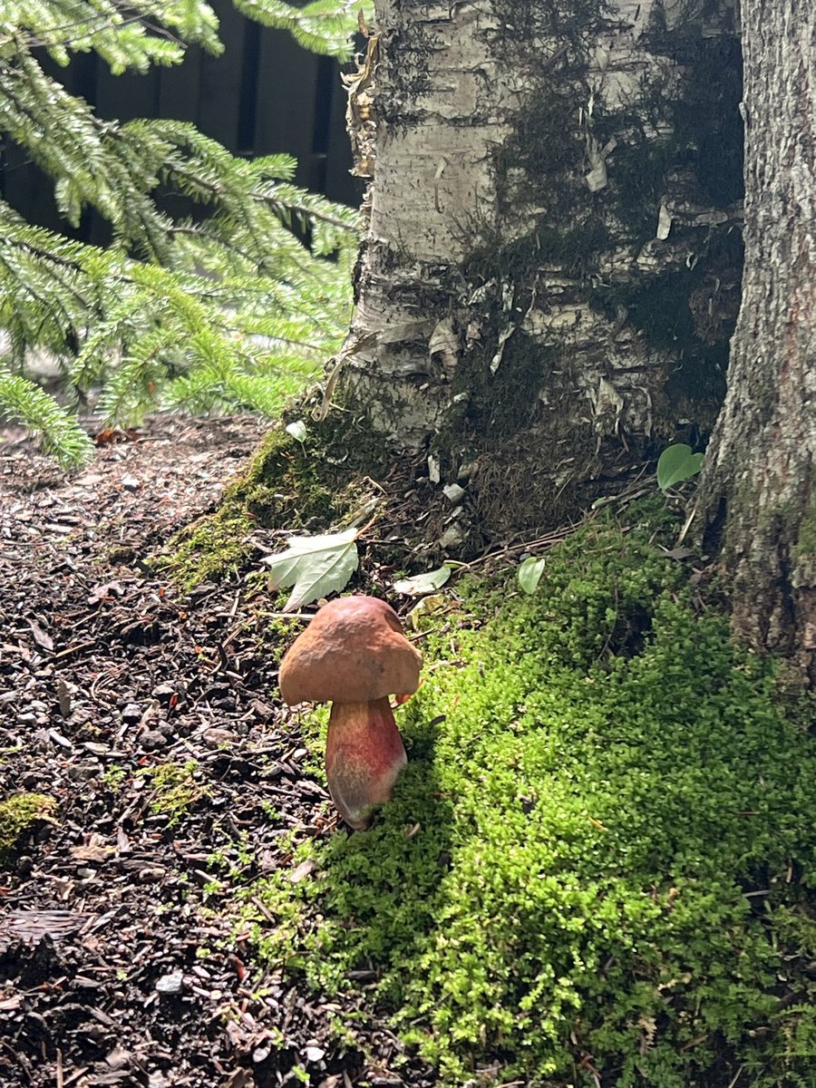 PepValentineCA's tweet photo. Some fungi’s 🍄‍🟫 https://t.co/IUZfGDXpOw