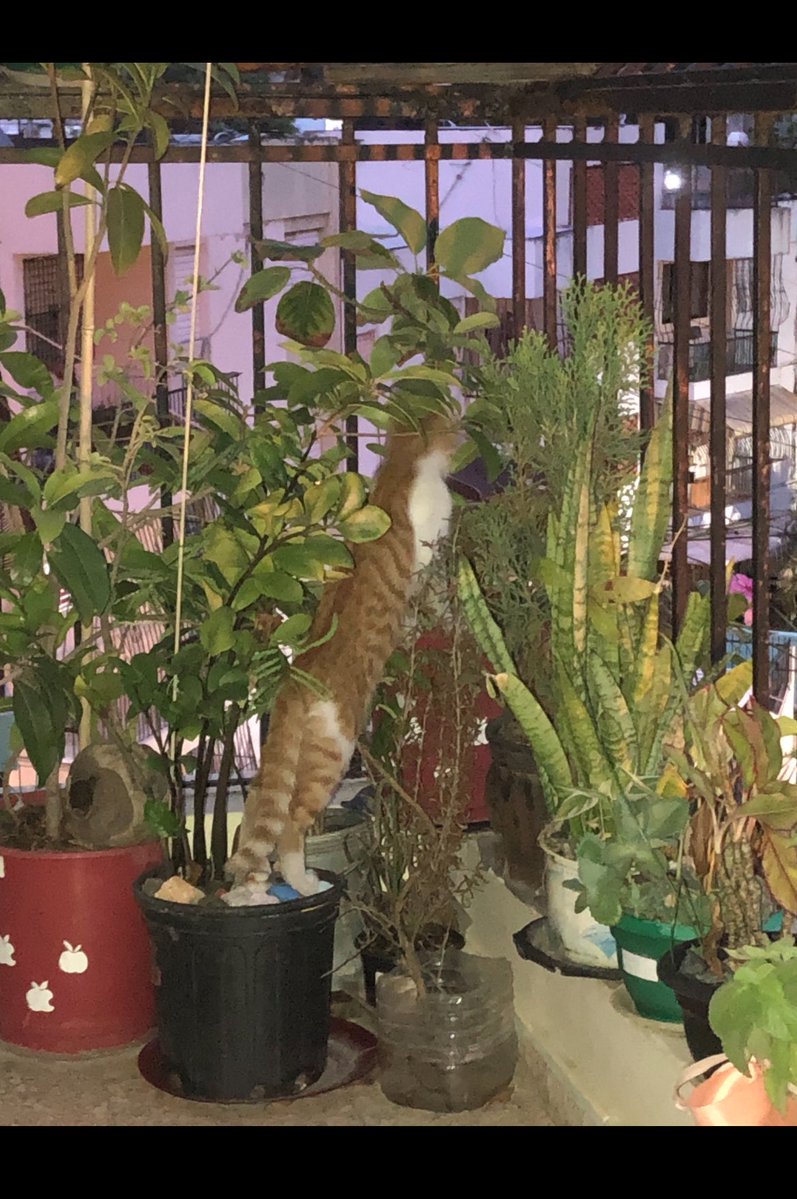 BengyeGuzman's tweet photo. Ese gato brechaba a todo el vivo 😂. https://t.co/QxL6zkfrsv