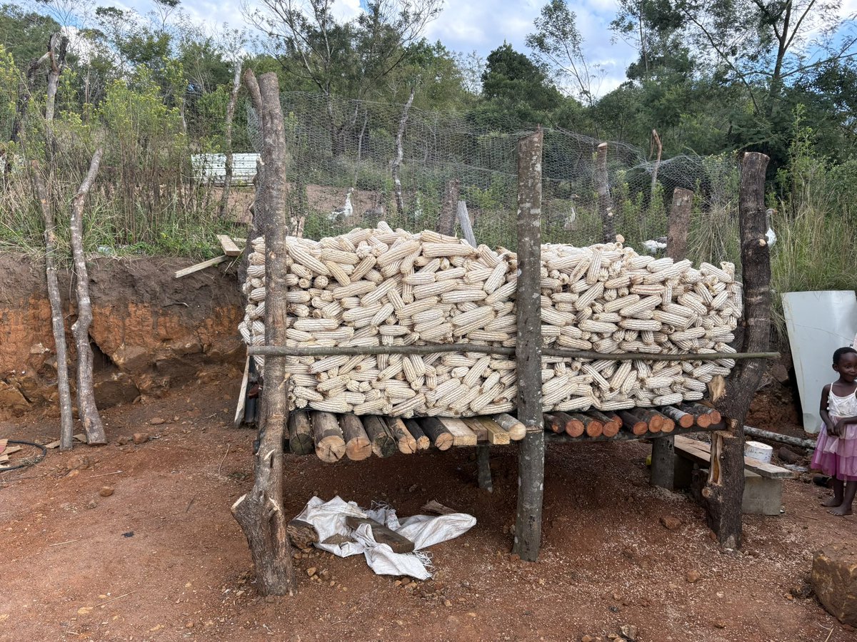 HFI1995's tweet photo. HF is investing in #farming projects in #Eswatini in Southern Africa supported by @HumanityFirstNL https://t.co/2vxhdrrmuV