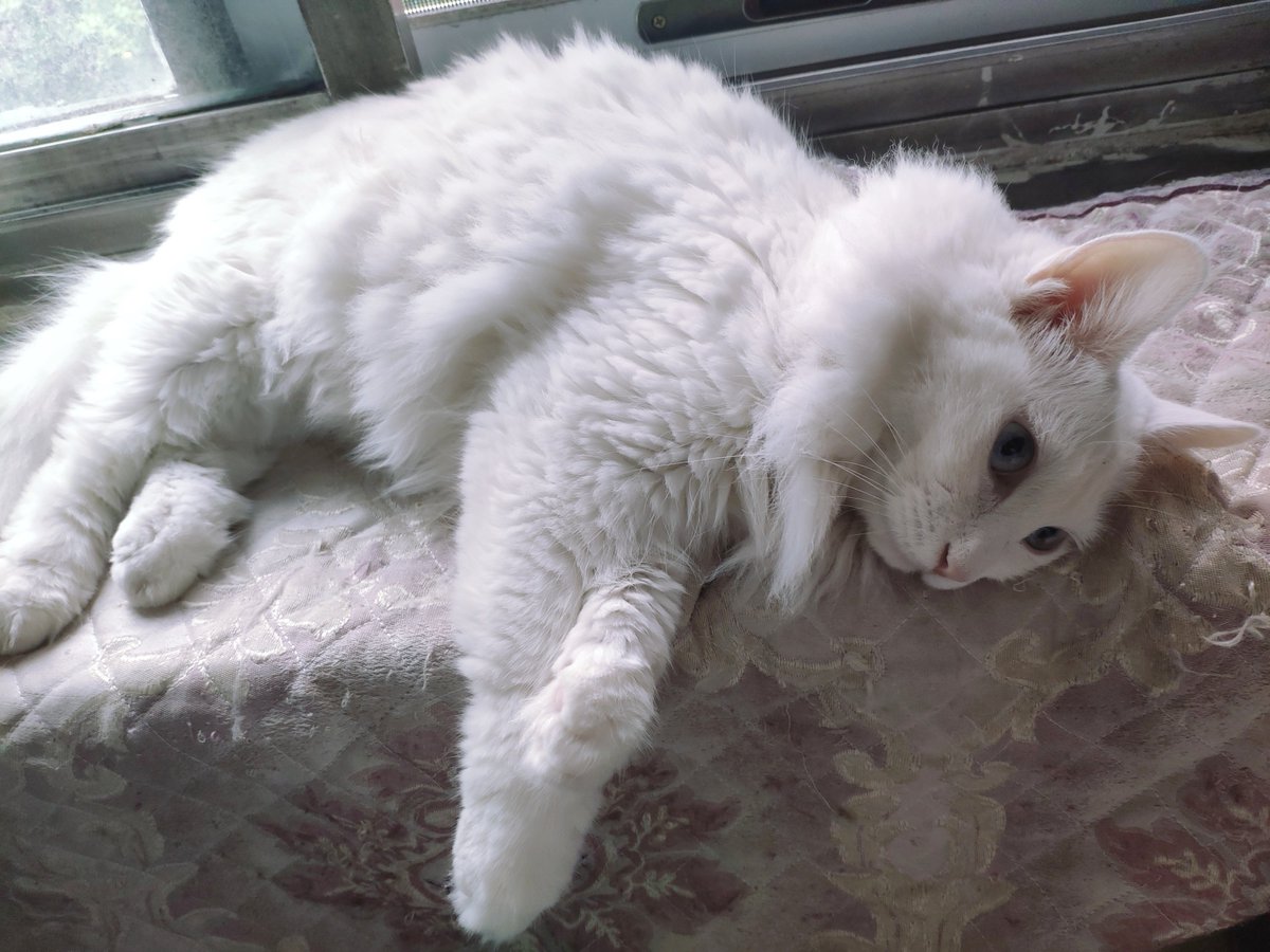 Rochirenzo's tweet photo. [Rainy afternoon, coffee in hand, and a tiny stray cat curled up on my windowsill—this kind of quiet smallness makes my heart feel soft and full today.]， https://t.co/HoYyczO3nO