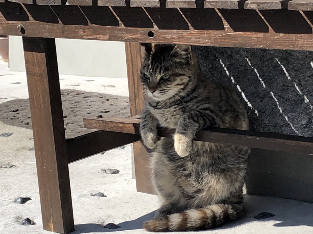 munevveralks's tweet photo. 相当可愛い猫いたんだけど！？ https://t.co/zYgrrTYNXq