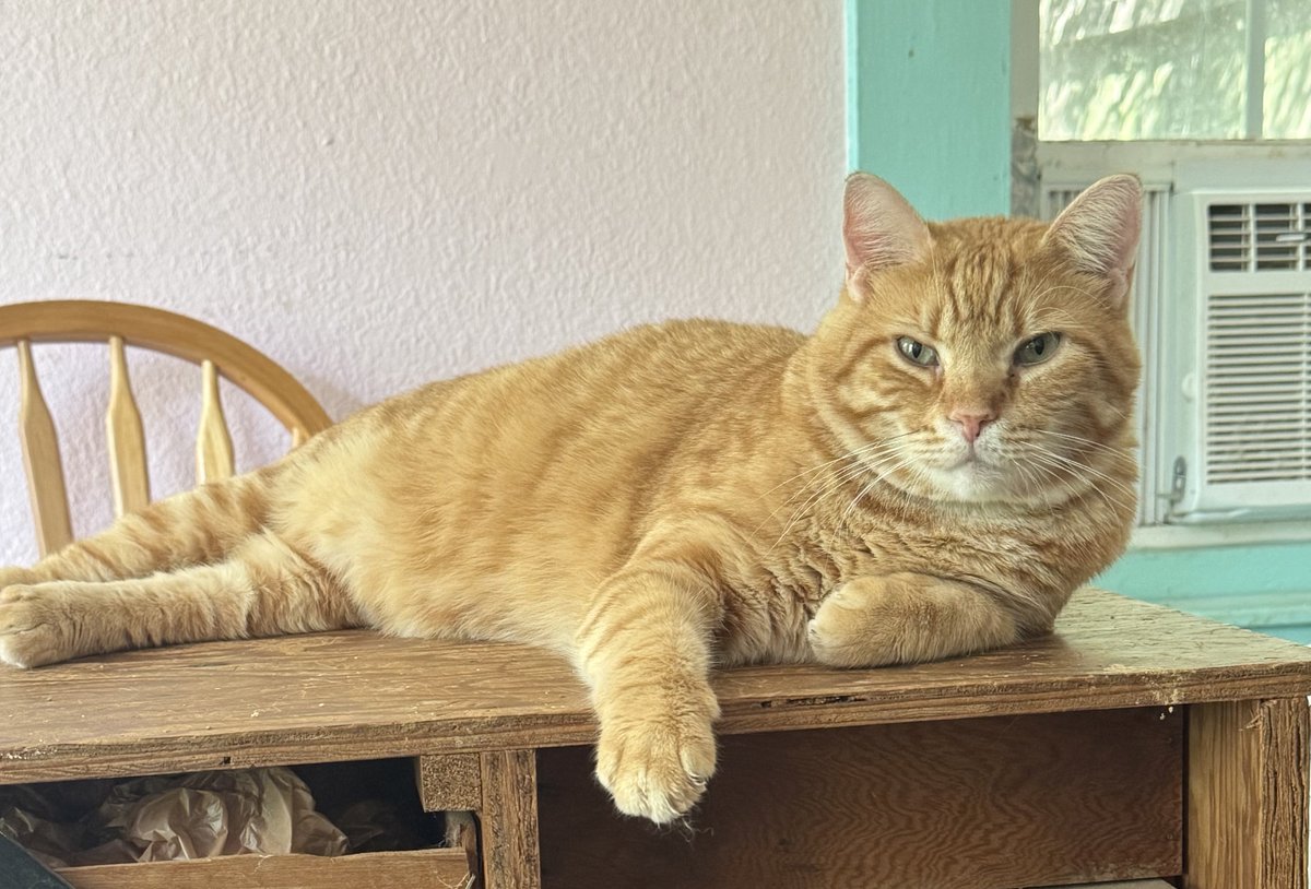 shannonminter5's tweet photo. Baby Ralph is so magnificent https://t.co/TT69LAdRD4