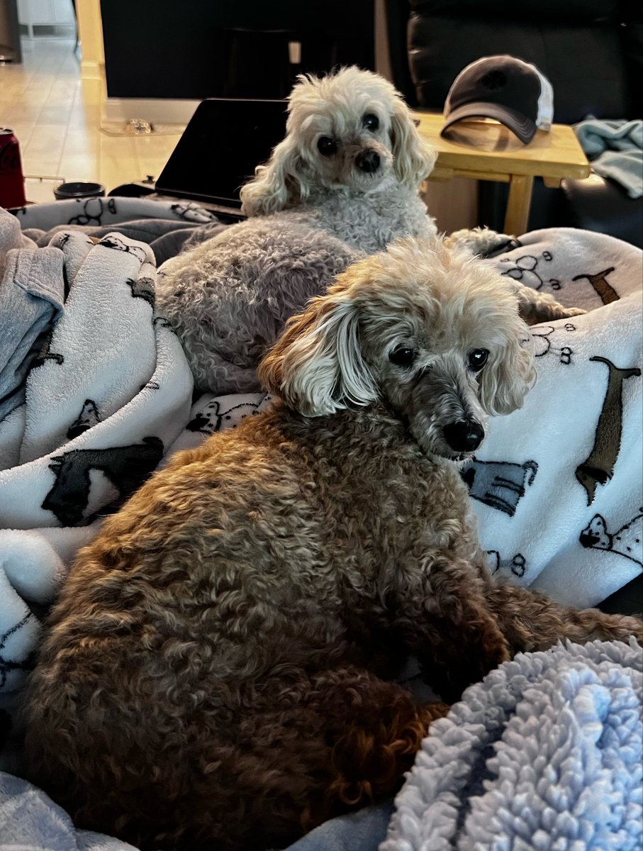 CandM2008's tweet photo. Saturday mornings are for snuggling with your pups 🐩🐩 https://t.co/eIpZ7G3wfU
