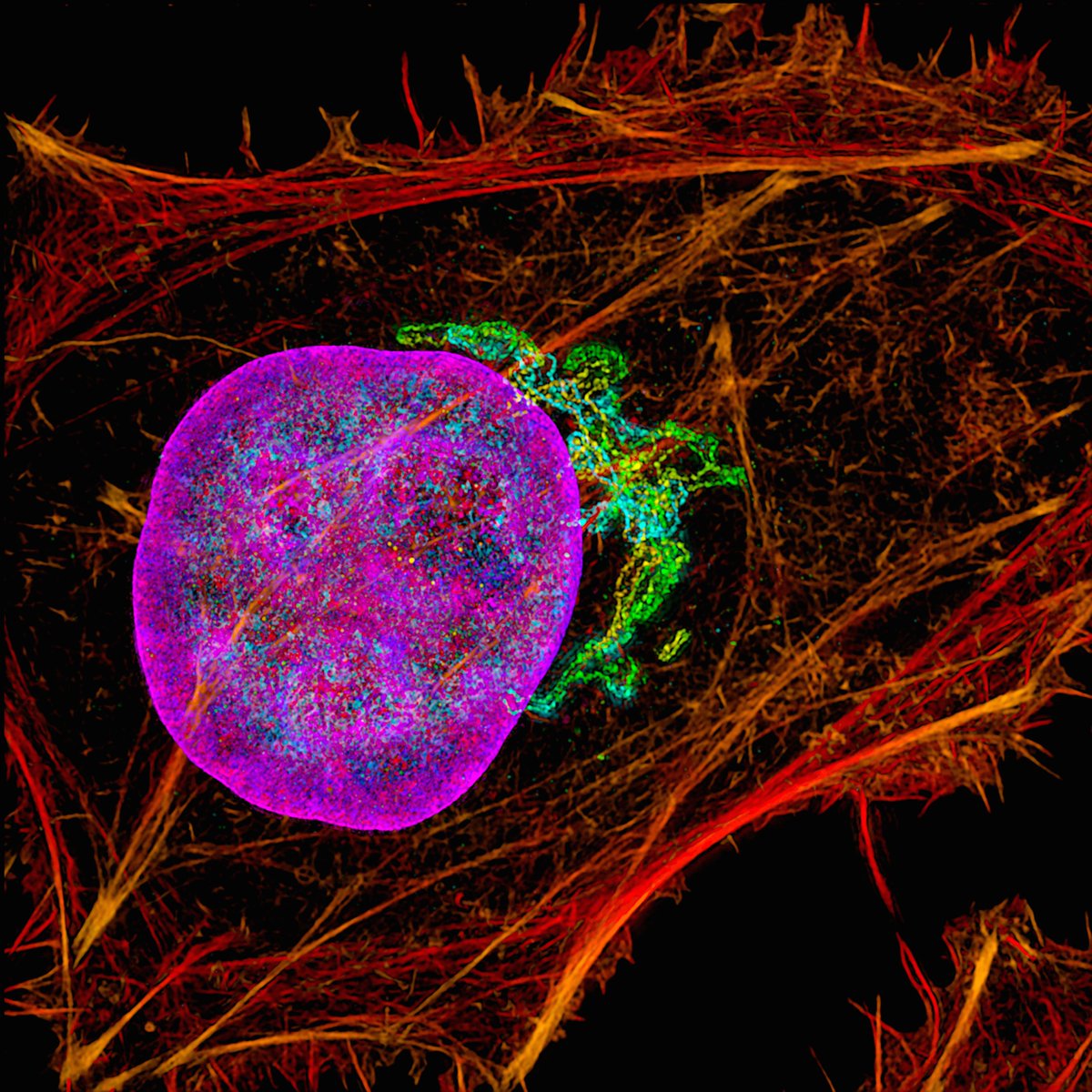 MAG2ART's tweet photo. A cell photographed through a microscope. DNA in the nucleus (purples), the Golgi apparatus (greens), and the actin filament cytoskeleton (oranges) are shown. #CellBiology https://t.co/hNkBWgzqym
