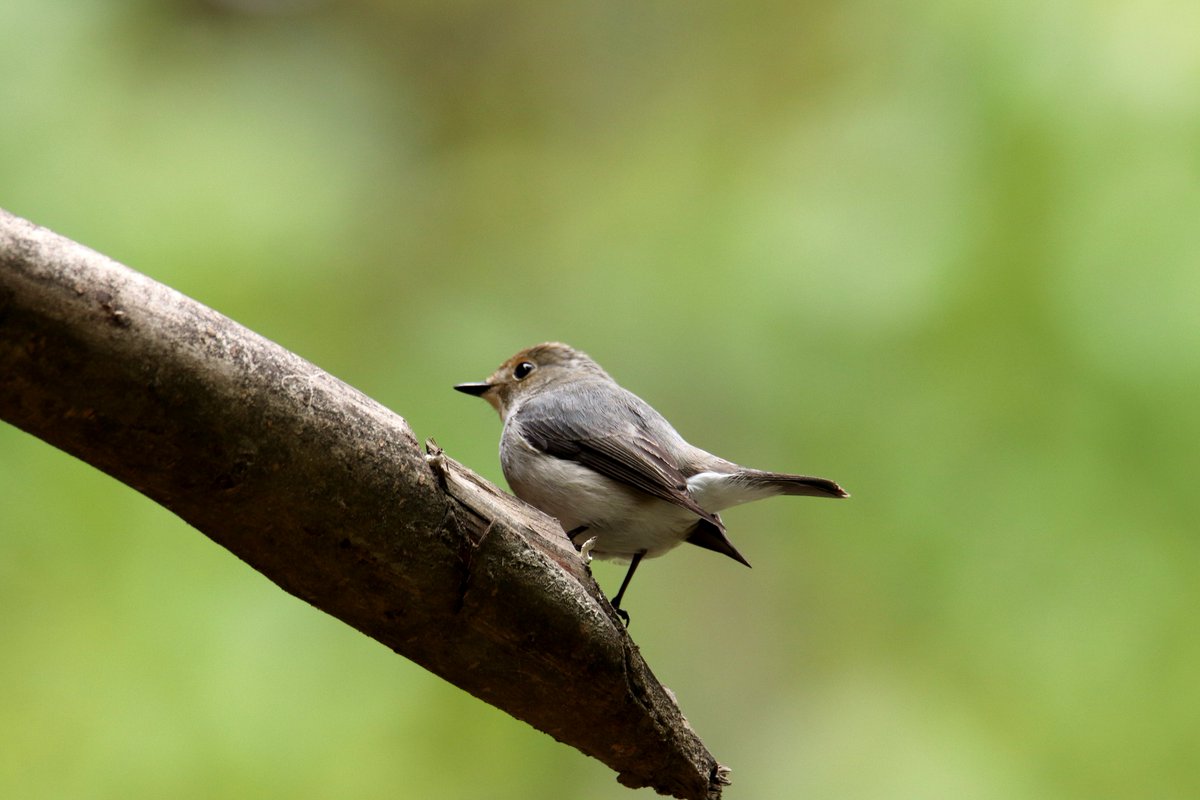 sofiQayoom's tweet photo. Ultra -Quarrel mood...

Ultramarine Flycatcher couple...

#Birdsofbaramulla
Kashmir 

@Canon_India
@NatureIn_Focus @RGSustain1 @IndiAves @rrRumbo @Sagar060709 @MacaulayLibrary @birdsofindia https://t.co/Eb1prhwJfH
