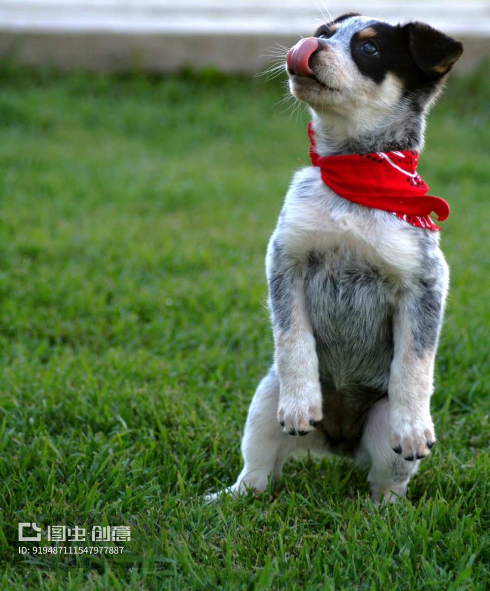 marcclenny's tweet photo. My fluffy pup just mastered "sit" today! Watch how excited he gets to show off his new trick every time  #PuppyGrowth， https://t.co/BYmwjLLR7x