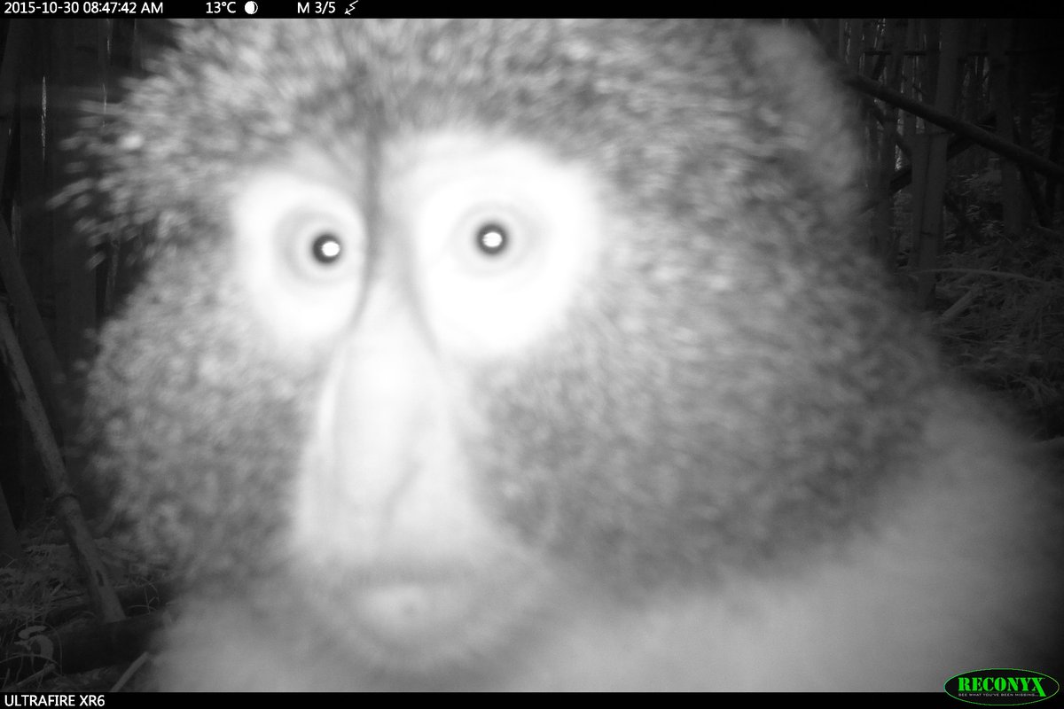 Trail_Cams's tweet photo. https://t.co/Uwa1rhiDzJ