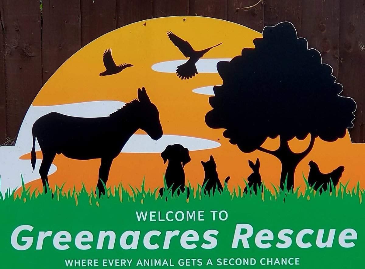 team_greenacres's tweet photo. Andy @DrewJoseph2007 one of our amazing Volunteers says.....

"It ain't just about the 🐈‍⬛ cats & the dogs 🐕  

Greenacres Rescue has taken in all sorts......

🐑sheep
🐷pigs
🐄cows
🐔chickens
🐇rabbits
🦆ducks
🐎horses
🦎reptiles
🐀rodents
🐐goats
🐦birds

Even a peacock 🦚 & the list goes on & on...."

👟🐾👏An amazing 15.06 miles under his belt so far already👏🐾👟

If you'd like to sponsor Andy, please  click on his #StepIntoSeptember Challenge JustGiving page below👇

https://t.co/uEgXKi9hMX

💚If you have an affinity with animals & want to help Andy raise money for their vital care, you know what to do Green Team💚

#teamgreenacres #rescue #k9hour #rehomehour #tongueout #woofwoofwednesday #spanielhour  #teamzay #caturdayeve #caturday #CaturdaySaturday #Pembrokeshire #wales