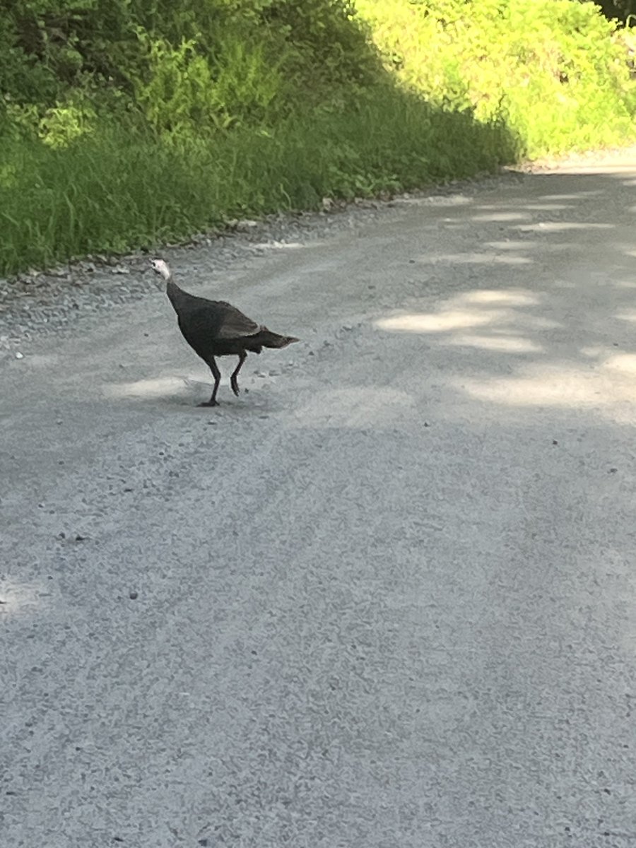 GregCrawford's tweet photo. Seen on my walk this afternoon. Feels like a good omen for the Hokies. #ACCForever https://t.co/Y8n46QAn6Q
