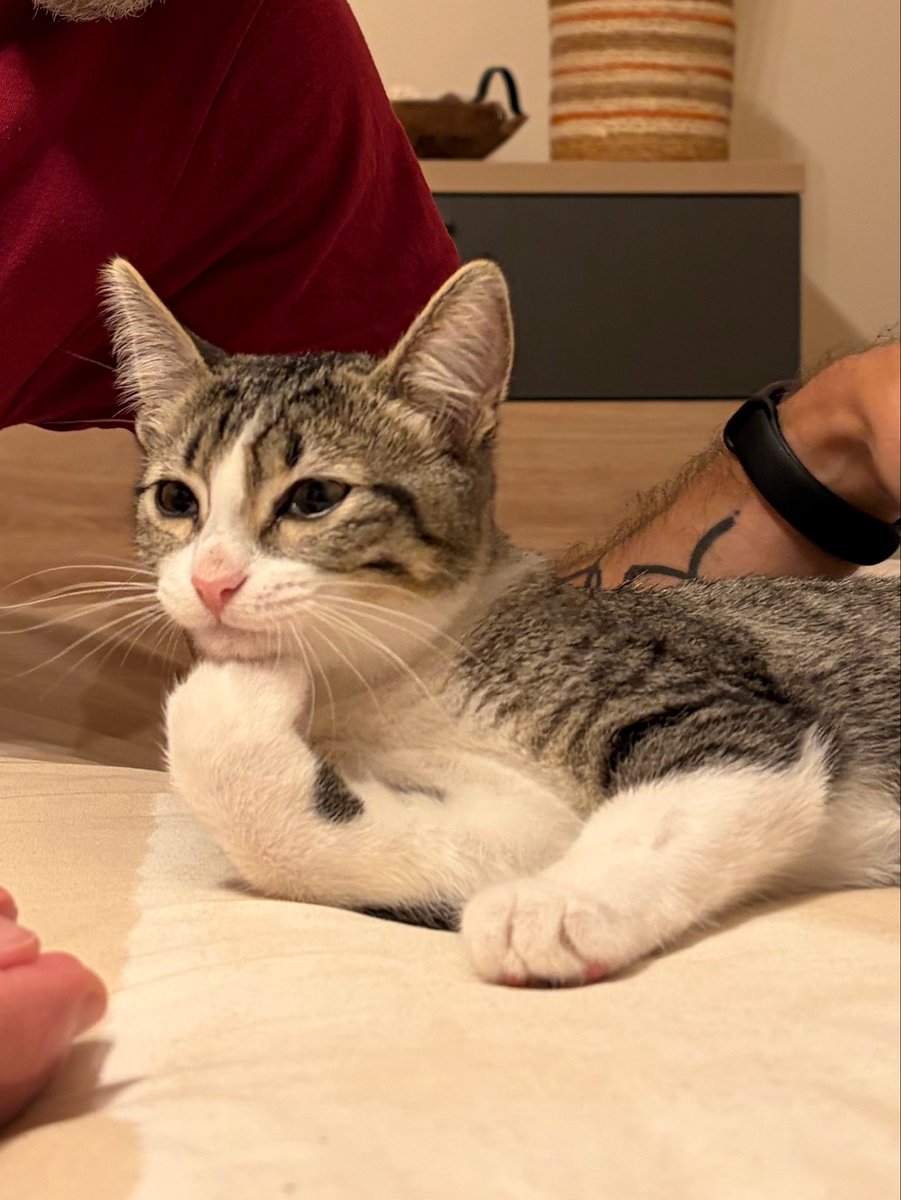 laurvrey_'s tweet photo. cuando vas a una competición de pensar y tu oponente es MI GATA jsjsjajsjjsjsjsjjsj https://t.co/j0KU5iyGMS