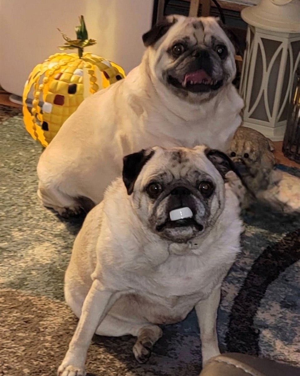 SarahPug12's tweet photo. Happy Saturday evening friends!! ๐ค #Stella #BabyGirl #Orange #BoyBoy #Siblings https://t.co/fMFypDzmav