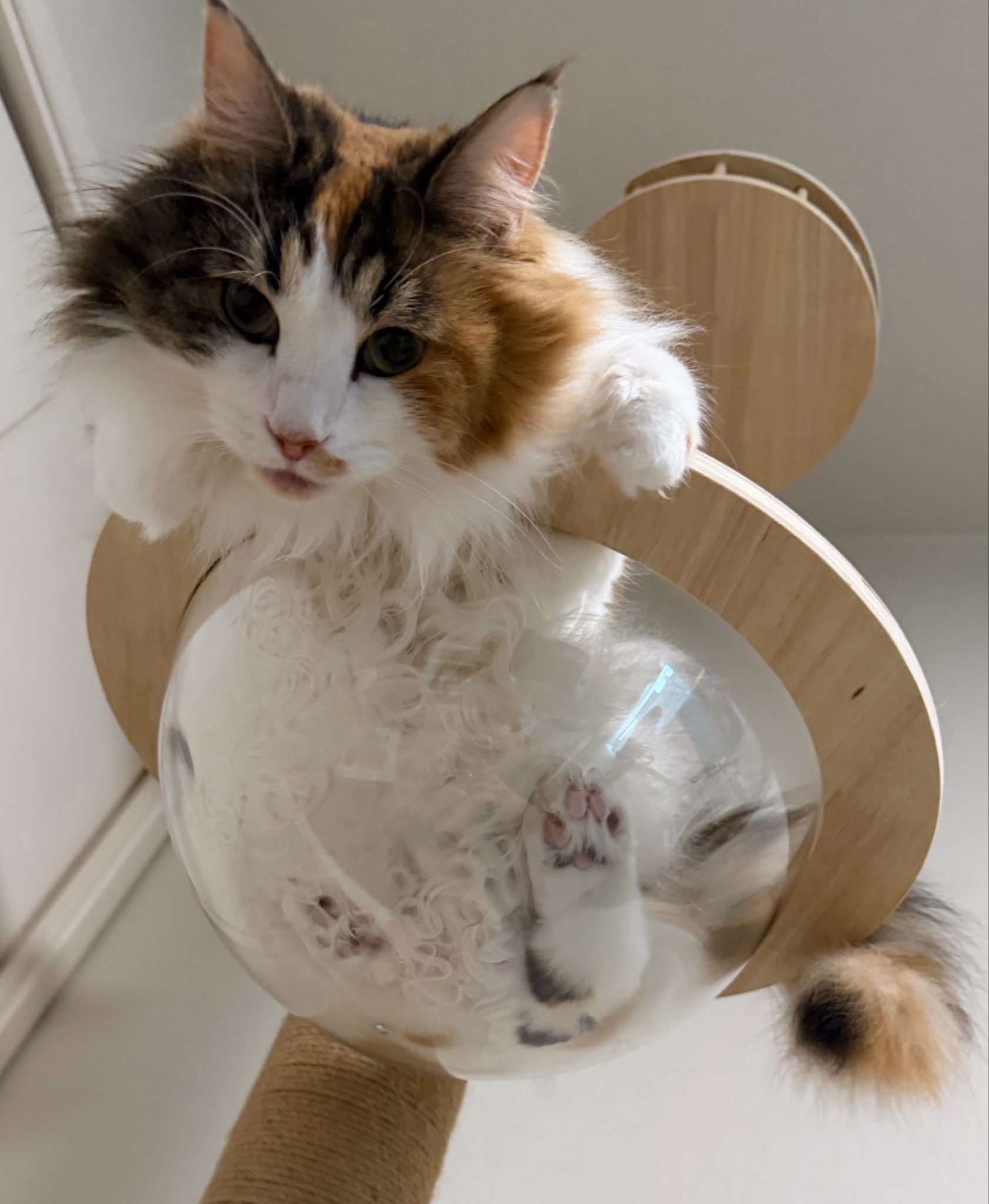 猫の松風と、はんぺん兄さんに、たんぽぽ参入！ on X: 