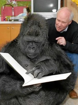 La_SemiYA_dl_VD's tweet photo. Los marroquís tienen un CI medio de 67,03 puntos

La gorila Koko, puntuaba en 85 https://t.co/ujR1NKLRI5