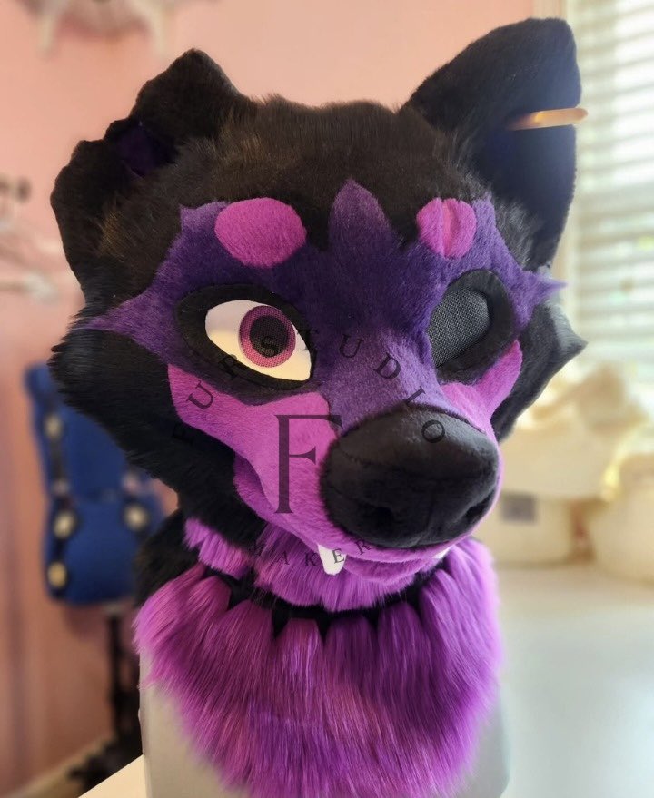 Furstudioo6's tweet photo. Fullsuit finished 🟣
This is a planti suit with some upper thigh padding!

This guy has some asymmetrical markings with "stitch" details along with outdoor feet I patterned up myself. Claws are custom color from DVC :)

#fursuitmaker #furryfandom #raccoonfursuit #furryoc #fursona #fursuitcommission #fursuit #furrymaker #furrysuit #furryartist