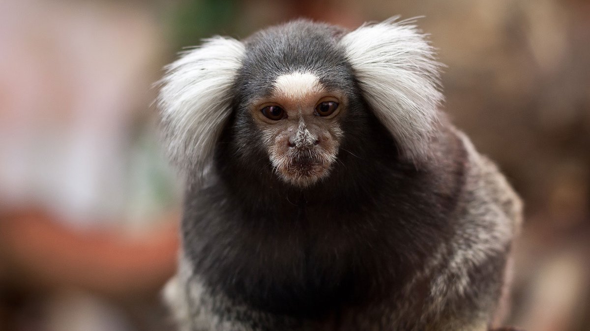 NewYorkFaemous's tweet photo. @yuuiiichann Nothing says “it’s over” like getting with an Asian girl. That’s literally a monkey with a wig on https://t.co/1JiUdW9UOG