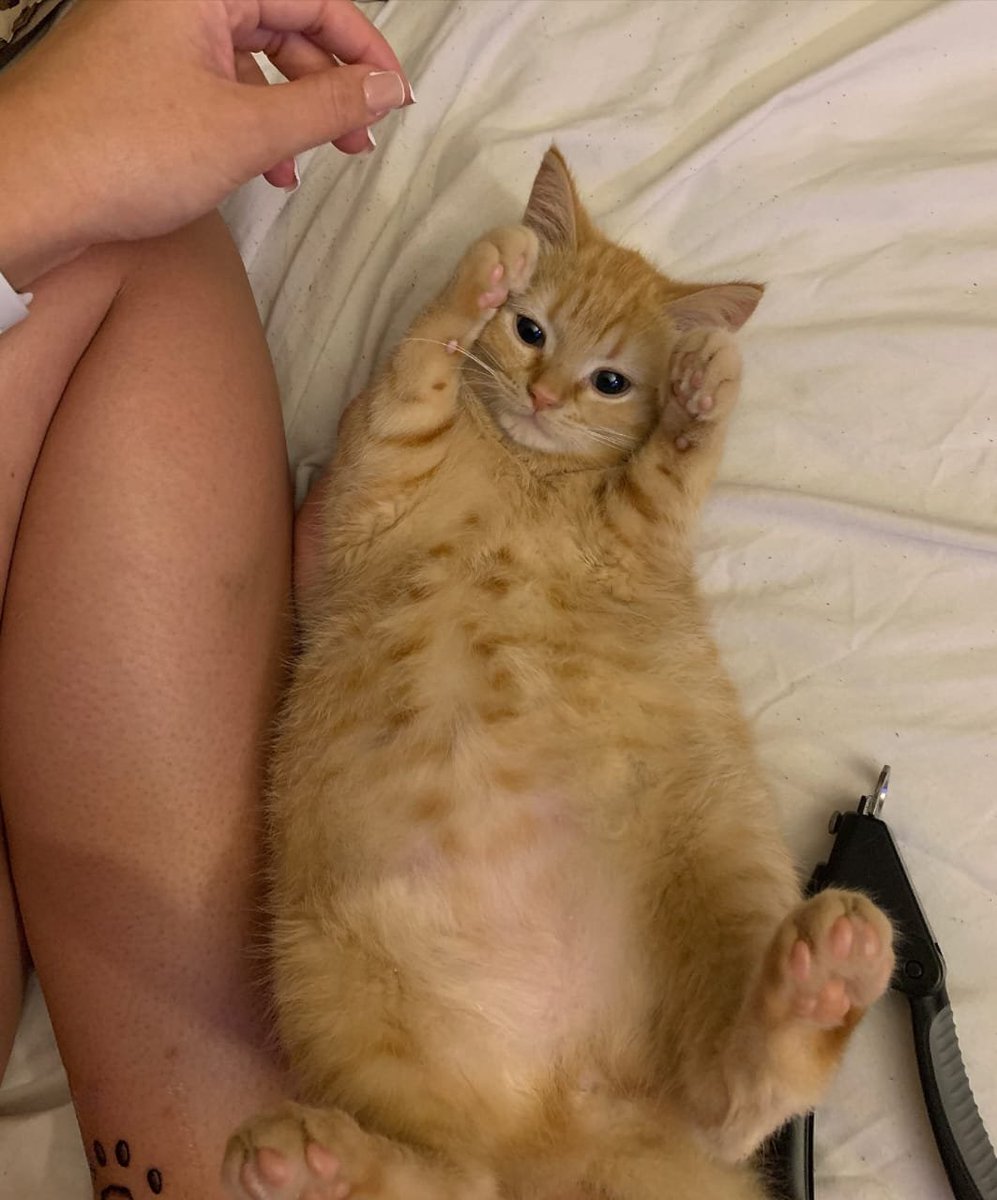 ThePetsX's tweet photo. Baby chonk https://t.co/pkoad6se8M