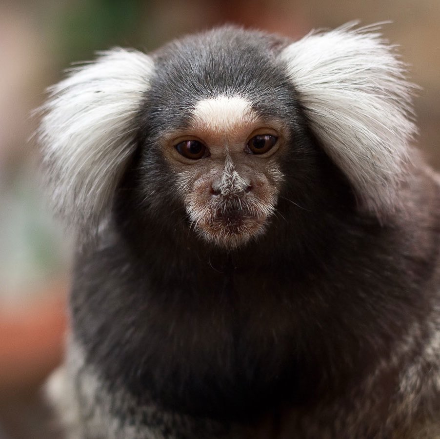 NewYorkFaemous's tweet photo. There’s nothing more it’sover-pilled than getting with an Asian

They literally look like little monkeys with wigs on https://t.co/jVNrteQ6Aw