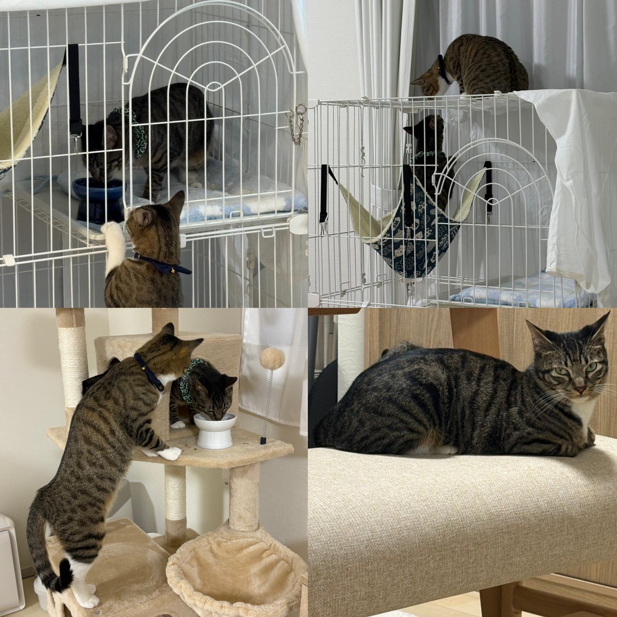 cat_cafe_sakura's tweet photo. 仁飛くん、正式譲渡のお知らせと幸せ便りです💕🎉⁡
⁡⁡⁡
先住さんは卒業生のりき（現こてつ）くんです。仁飛くんの新しいお名前は“ふうま”くんになりました。⁡
毎日、追いかけっこににゃんプロ、お昼寝と楽しく過ごしているそうです🥰⁡

#じんと🌸 改め  #ふうま🌸⁡
⁡ #りき🌸 改め  #こてつ🌸 https://t.co/56irug5YyZ