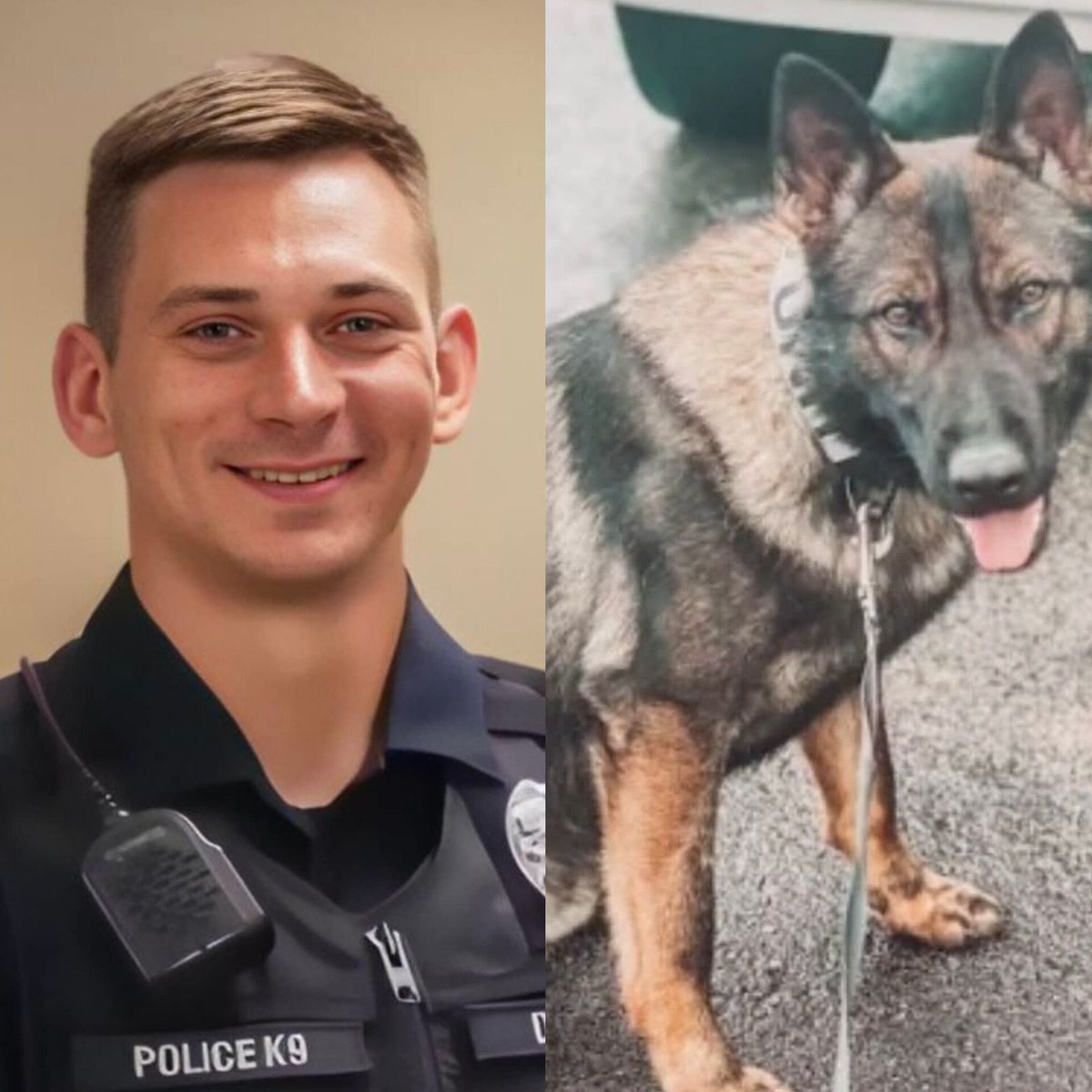 DOGEQEEN's tweet photo. WOW: Dexter, Missouri. A police K9 did not die on a call. He died in a kennel behind his handler’s house.

Apollo was a Belgian Malinois. The city bought him in April 2023. In September a vet called him a perfectly healthy police dog. 67 pounds.
On February 18, 2024, he was found dead. 41.6 pounds. Almost 40 percent of his body gone. Ribs and spine through the skin. Eyes sunken. 

Necropsy: terminal starvation and dehydration. Pneumonia common in dogs that have been starved.
The department provided the food. Free. It was there. Derrick Durall, Dexter PD’s K9 handler, did not feed him. 

He told investigators he had not noticed.

Next kennel: retired K9 Knox. Severe heartworms. Worn teeth. Down 10 pounds. No vet in over a year. The smell did not come off after five baths.
Durall was fired. Prosecutors first charged two felonies — abuse they described as torture consciously inflicted. Then the felonies vanished. Last week he pleaded to two misdemeanors.

The judge imposed a year in jail and suspended it.

What he actually serves: 15 days. Two years probation. $8,900 back to the city for the dog he starved.

Missouri’s Max’s Law says a civilian who knowingly kills a police K9 can face a felony and years in prison.

Attack the dog on the street: years.
Starve the same dog to death while wearing the badge: 15 days.

Apollo could not open the bag. He could not turn on a faucet. He could not call a vet.

 He depended on the one man sworn to keep him alive.
That man walked.