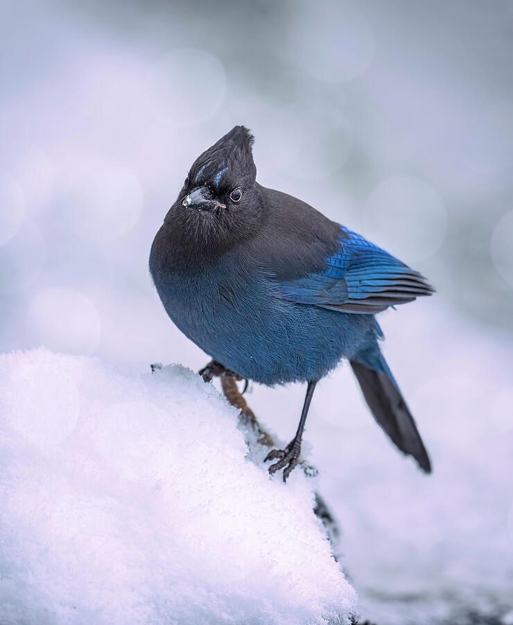 joancarroll's tweet photo. Steller's Jay Haines Alaska! https://t.co/Iv0FMN1xPJ #jay #stellersjay #bird #birdphotography #wildlife #wildlifephotography #nature #winter #alaska #haines #blue #black #snow #chilkat #giftideas #wallart #artforsale @joancarroll https://t.co/kcUleilGiA