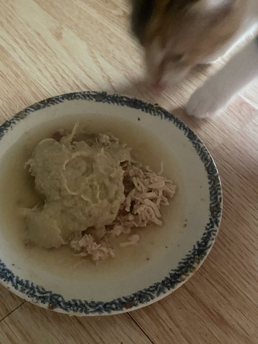 myuglymugg's tweet photo. My kitten and other can get to eat quail eggs and duck-lamb with beef broth for cats and mousse on top cuz I love them so much https://t.co/Hhgr4oQiFo