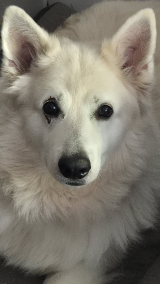 SuperKoos_'s tweet photo. @IvystormVt_ My dog???💔 https://t.co/xVqXobWdr3
