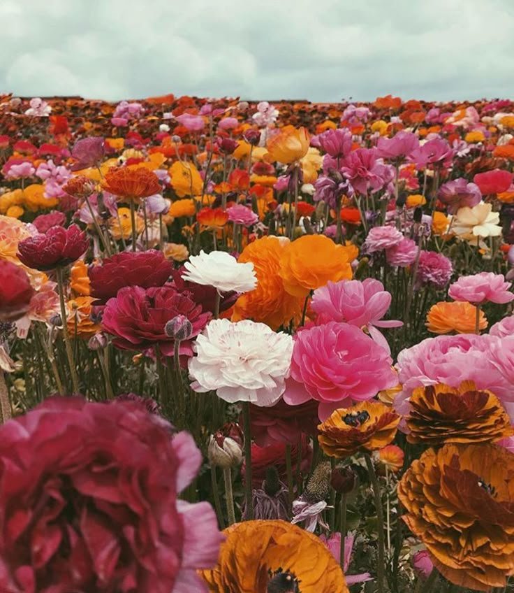 yurimelodies's tweet photo. what if we kissed in the lesbian flower field https://t.co/Ji4D9BGgBf
