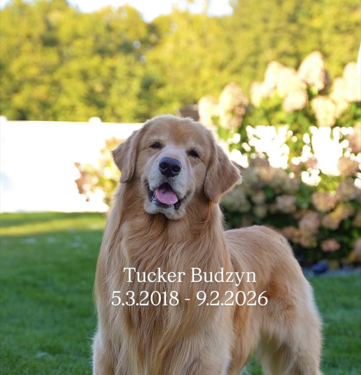 mgq132's tweet photo. Honest to god, fuck cancer. Another one gone too soon. God gained another angel with paws. Rest easy, Tucker… 🕊️🕊️ https://t.co/ijIv0tpSta