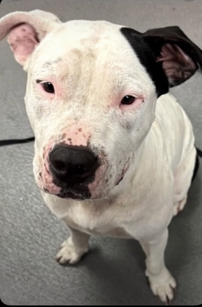 LeporidaeCheryl's tweet photo. Where are My SAVIORS ⁉️

This is the face you make before you BURST into TEARS.💦

She's tried SO hard‼️

This is the moment 3️⃣ yo COCO #A386819  lost her innocence. 

This is the moment she realized she was on her OWN in a 💔SCARY💔 place with a little sister named LOLA #A386820,  who was TERRIFIED. 

This is the moment she REALIZED she was NO longer WANTED or NEEDED by the Person she Loved💕 the most.,

This was her face AFTER being ABANDONED at #CorpusChristiACS. 

There wasn't any Transition.

It was simply 💥BRUTAL💥.

Please Pledge, Foster, or Adopt.