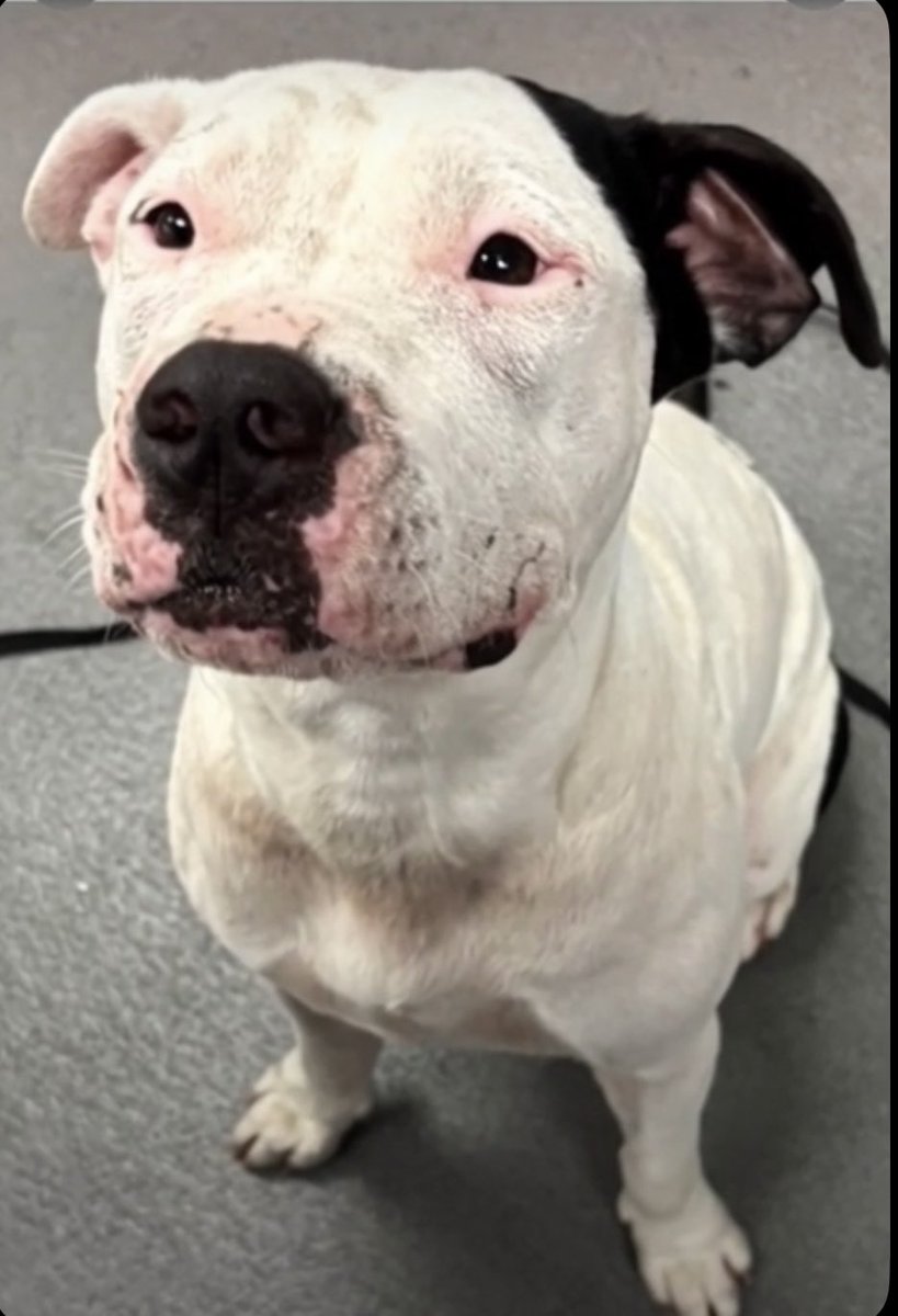 LeporidaeCheryl's tweet photo. Where are My SAVIORS ⁉️

This is the face you make before you BURST into TEARS.💦

She's tried SO hard‼️

This is the moment 3️⃣ yo COCO #A386819  lost her innocence. 

This is the moment she realized she was on her OWN in a 💔SCARY💔 place with a little sister named LOLA #A386820,  who was TERRIFIED. 

This is the moment she REALIZED she was NO longer WANTED or NEEDED by the Person she Loved💕 the most.,

This was her face AFTER being ABANDONED at #CorpusChristiACS. 

There wasn't any Transition.

It was simply 💥BRUTAL💥.

Please Pledge, Foster, or Adopt.