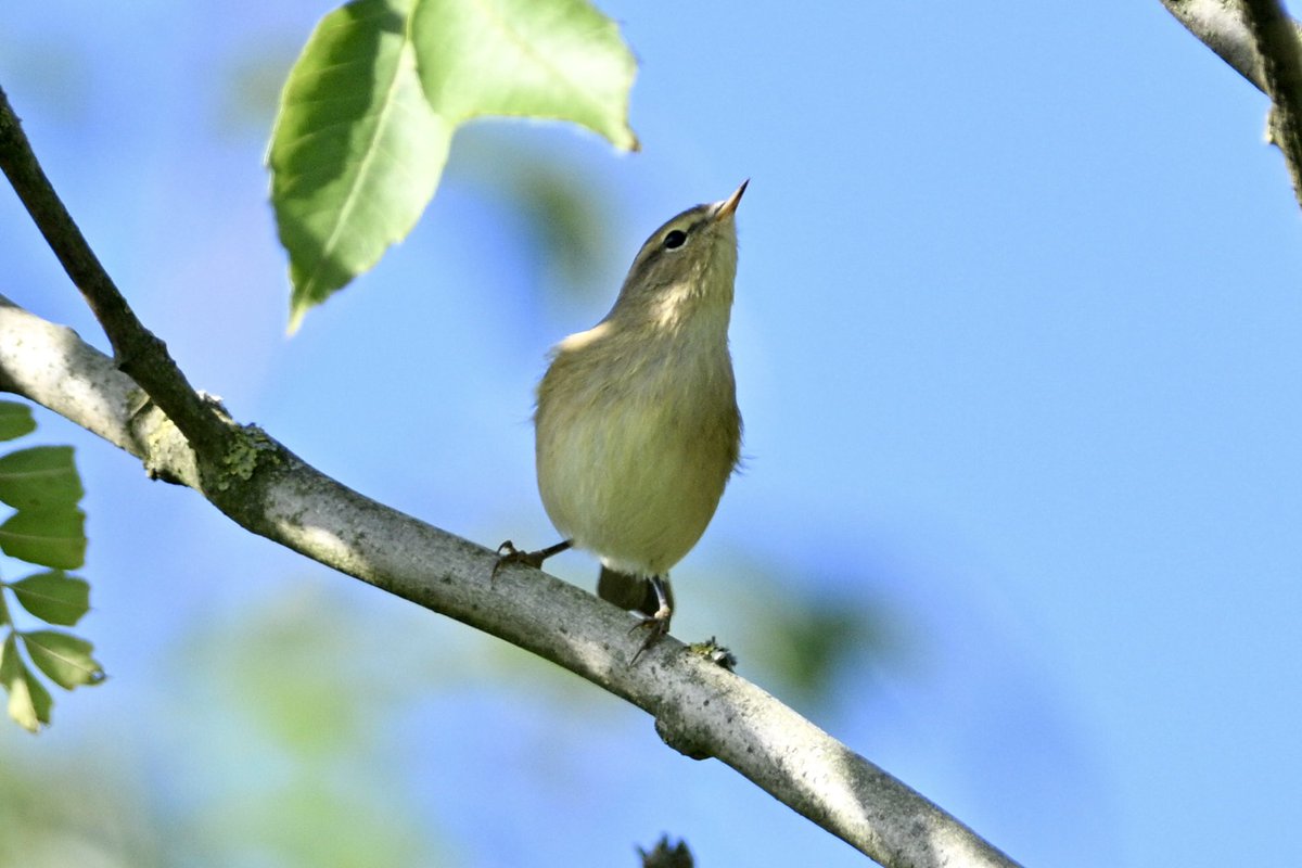 bomberburnside's tweet photo. Great to see so many chiffchaffs locally this morning. https://t.co/BM6RWf3tCs