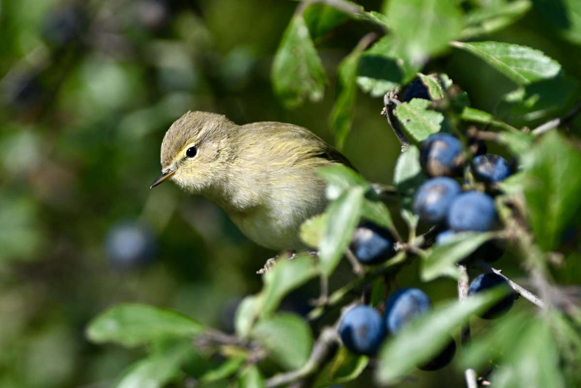 bomberburnside's tweet photo. Great to see so many chiffchaffs locally this morning. https://t.co/BM6RWf3tCs