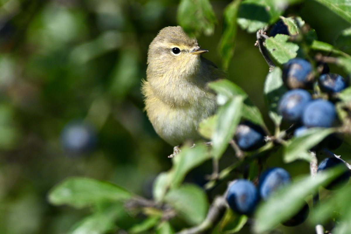 bomberburnside's tweet photo. Great to see so many chiffchaffs locally this morning. https://t.co/BM6RWf3tCs