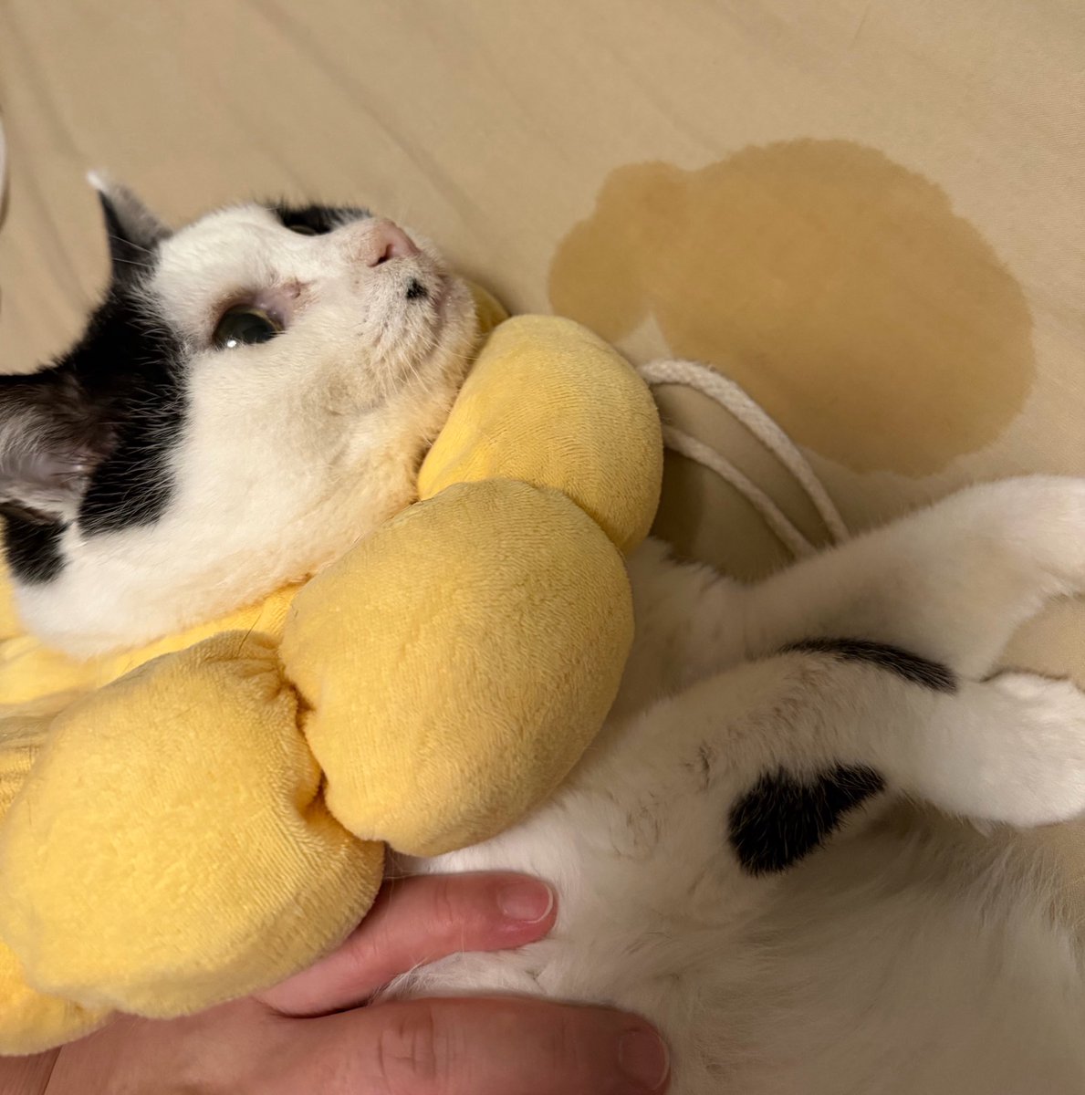 thumthumthumper's tweet photo. 寝る前ににゃー撫でてたんだけどさ…ヨダレ酷くない？？😇
飼主のベッド…😇😇😇 https://t.co/RAVcXWV9A4