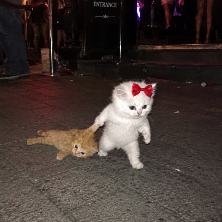 nekocatts's tweet photo. Let's go home https://t.co/EhPvuqnHUo