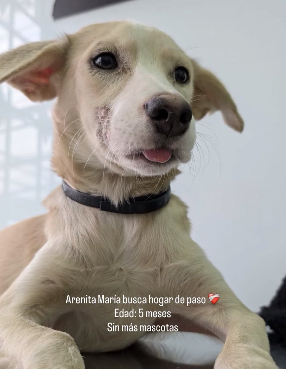 ByCosmica's tweet photo. Arenita a quien en el barrio de Quibdó donde la encontramos le decían temblores porque se escondía debajo de las tejas, busca hogar de paso, sin mascotas ¿Quién dijo yo?
#Bogotá https://t.co/zPip1Zlzpu