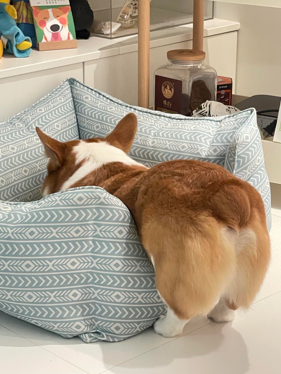 DefneOzydk8's tweet photo. Nothing beats the cozy vibe when your furry buddy curls up right beside you on a lazy weekend evening. https://t.co/W4oEo5KQZ1