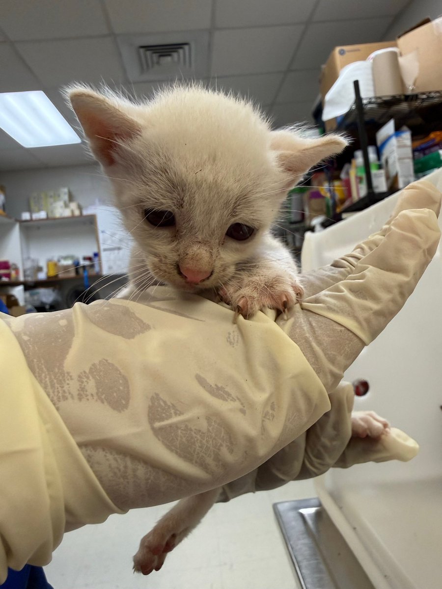 STARGroupRescue's tweet photo. 🚨 🚨 URGENT — 6 KITTENS NEED OUT TODAY! 🚨

These 6 kittens need placement by the end of the day or they may be euthanized for lack of space at Animal Care.

We are all full. Who can help? STAR will pay ALL vetting.

Who can foster, rescue, or adopt and get one or more of these babies out TODAY? Even taking just one can save a life.

They don’t deserve to die simply because there is nowhere for them to go.

🙏 Please share everywhere and help us find placement before it’s too late. 🐾❤️