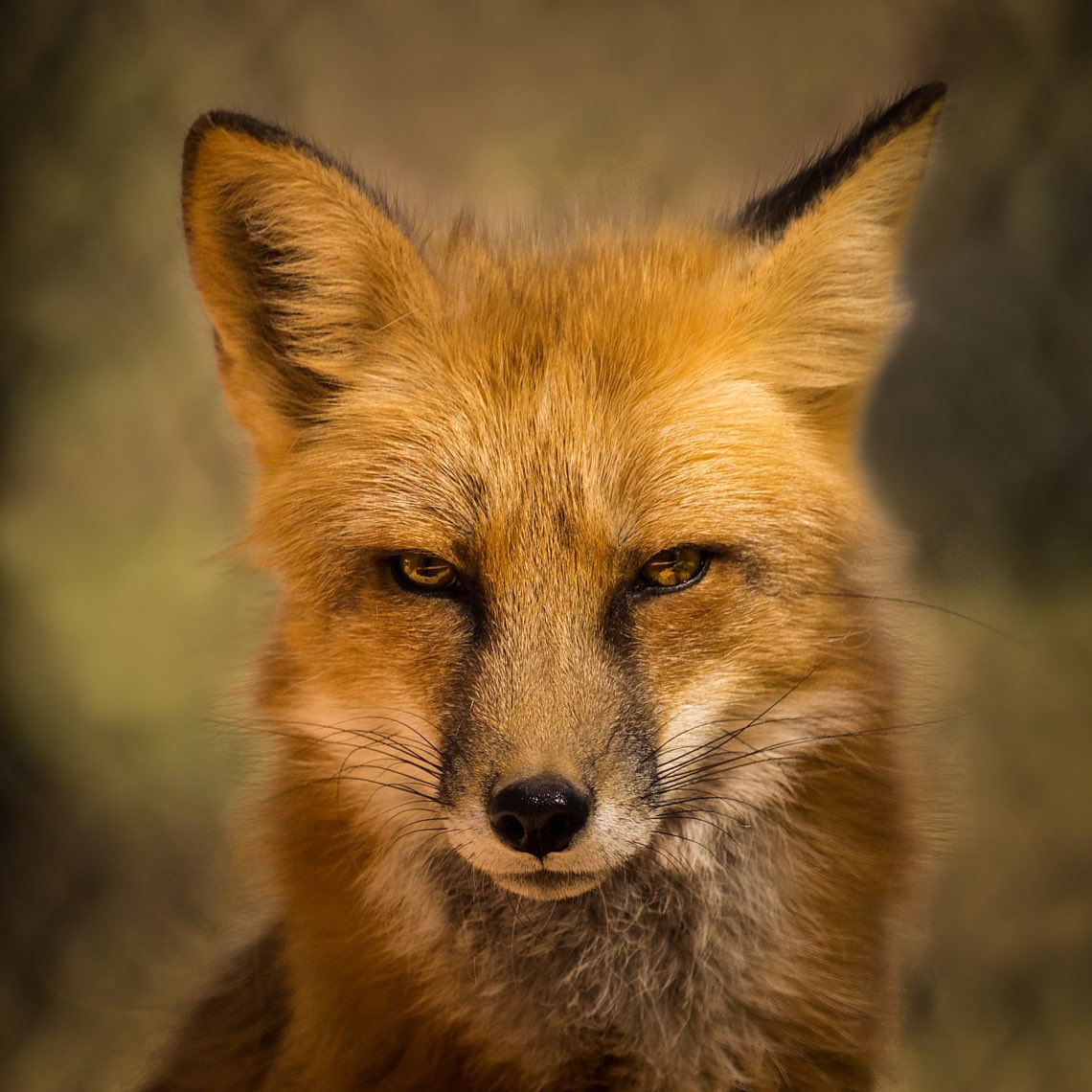 AnneLouiseAvery's tweet photo. 🍂This month, exclusively on my patreon, discover "Old Fox's Grand List of Thirty Things to Do in September." A new post every day! A new pursuit! Slowly revealing an old-fashioned, 1930s autumnal itinerary! There will be crisp, cold morning walks, Dorsetshire apple cake & buttered crumpets, Daddy Long Legs, pressed leaves, towering mushroom pies, teetering piles of detective mysteries and enormous vases of Chrysanthemums and Michaelmas daisies! Join here, at any tier! https://t.co/LG83IsDCJ3