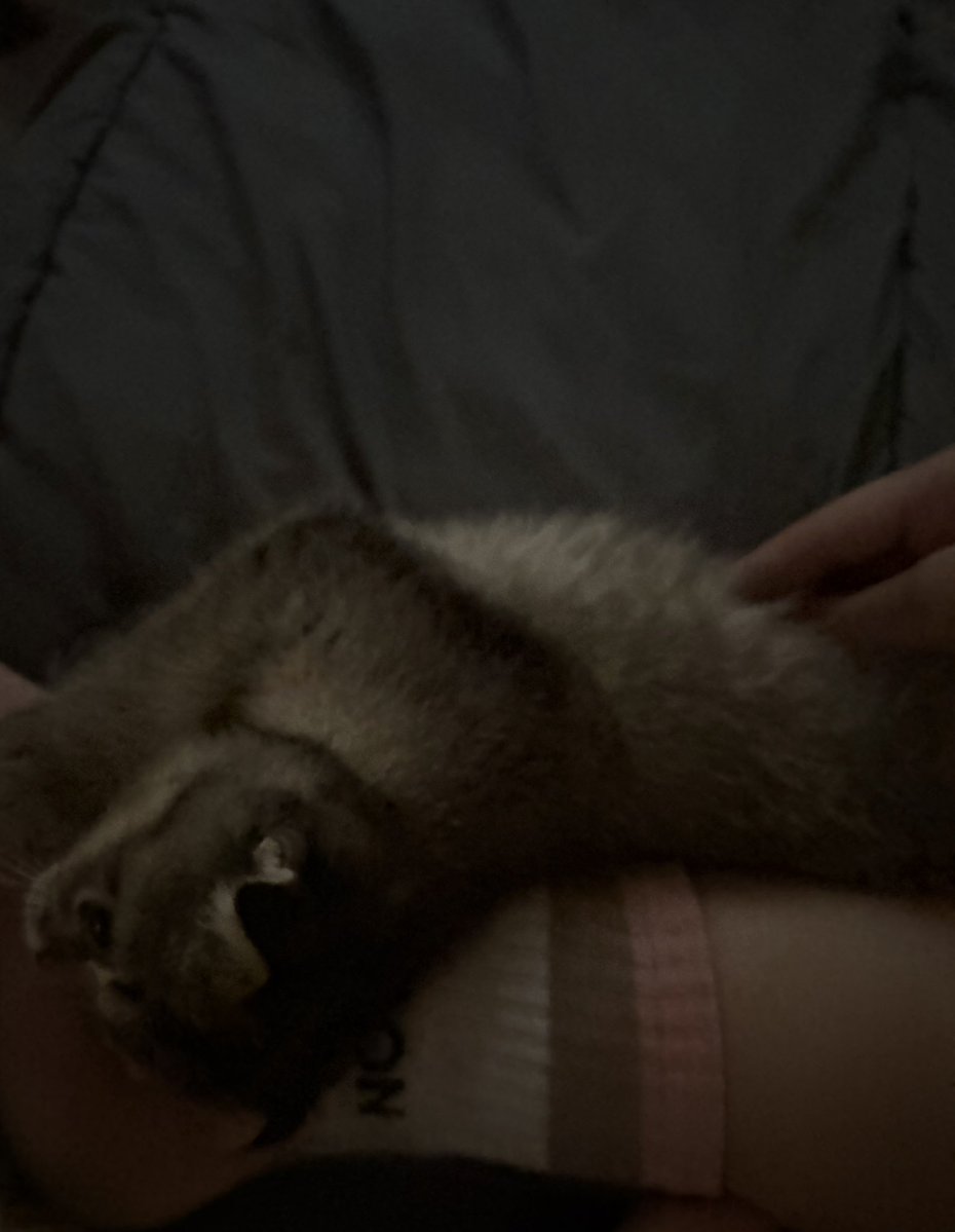 sys2l_'s tweet photo. Meow 😸 https://t.co/KK1m6iqRoP