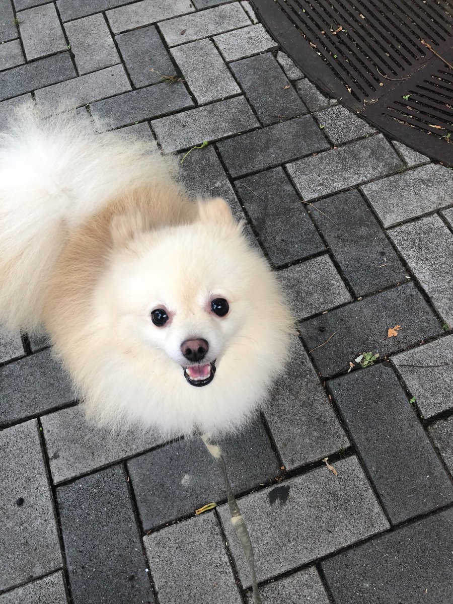 5i9k9's tweet photo. 大分涼しくなったな〜 https://t.co/RigqpZOchs