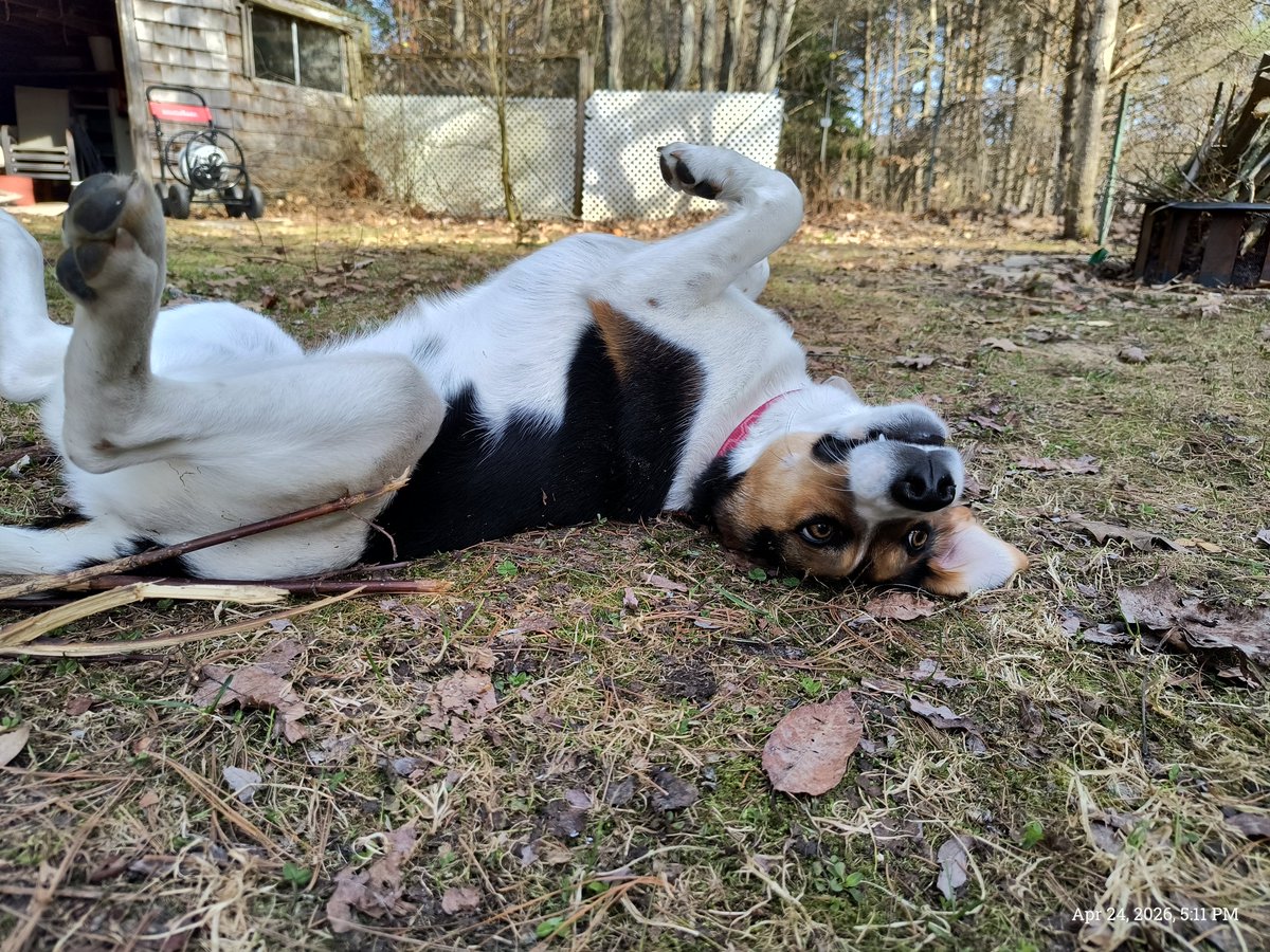 SterrBry's tweet photo. @beaglefacts @TheBoomerBeagle 50% rubber at minimum https://t.co/axBc6vQCI9