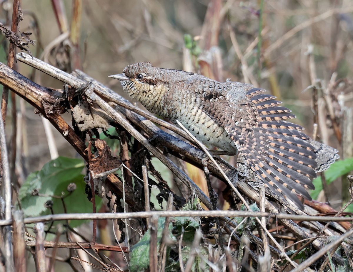DarrenC16775551's tweet photo. Wryneck - UK  #Spring, #Autumn, #Delicate, #animals, #bird, #BirdPhotography, #Birds, #birdwatching, #chapman, #darren, #DarrenChapman, #nature, #naturelovers, #naturephotography, #photography,  #ukbirds, #travel, #Uknature, #ukwildlife, #wildlife, #wildlifephotography #Wryneck https://t.co/PRNN36bSLH