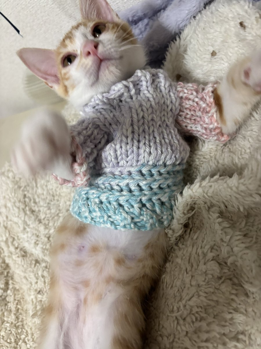 yapomesa's tweet photo. やっとセーターできたー
これで寝れる https://t.co/vY0fWTL8qZ